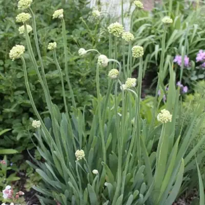 Лук слизун в Дзержинске