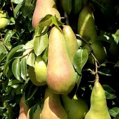 Груша КОНКОРД в Дзержинске