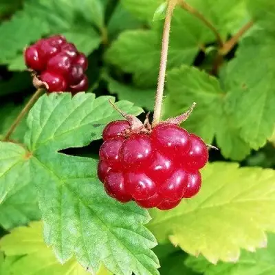 Княженика АННА в Дзержинске