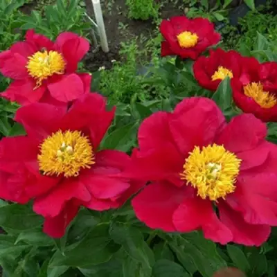 Пион АМЕРИКА травянистый в Дзержинске