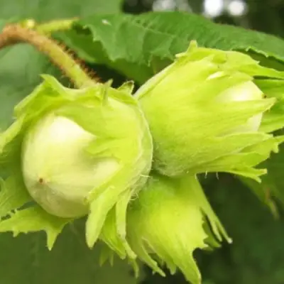 Фундук КАТАЛОНСКИЙ в Дзержинске