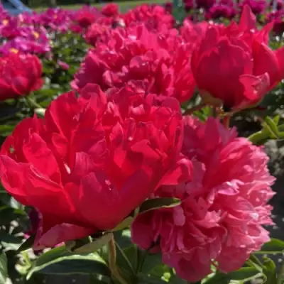 Пион БЕЛГРАВИЯ травянистый в Дзержинске