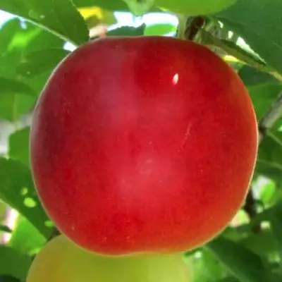 Плумкот БИРИКОККОЛО БОЛОГНЕС в Дзержинске