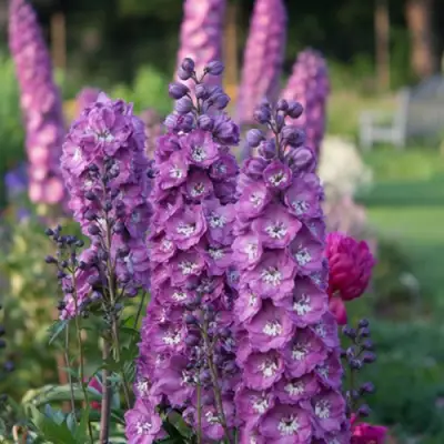 Дельфиниум ДЕЛЬФИС ПИНК ПАУЭ высокий в Дзержинске