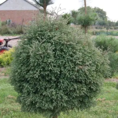 Туя вересковидная в Дзержинске