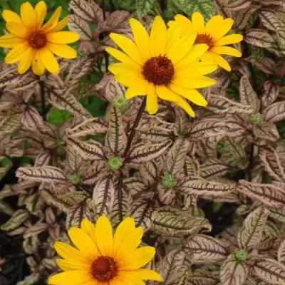 Гелиопсис САММЕР ПИНК в Дзержинске