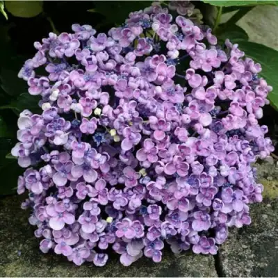 Гортензия АИША крупнолистная  в Дзержинске