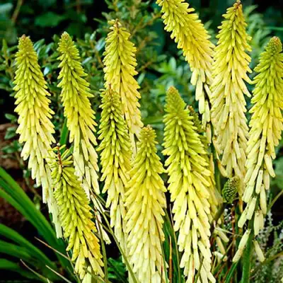 Книфофия ЛИТТЛ МЕЙД гибридная в Дзержинске