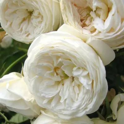 Роза АРТЕМИС шраб в Дзержинске