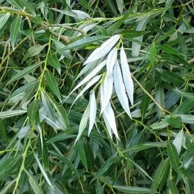 Ива ломкая  в Дзержинске