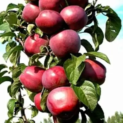 Яблоня МОСКОВСКОЕ ОЖЕРЕЛЬЕ колонновидная в Дзержинске