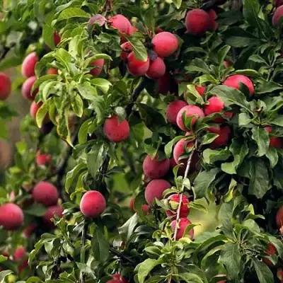 Слива КЛЕОПАТРА в Дзержинске