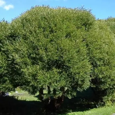 Ива ломкая  в Дзержинске