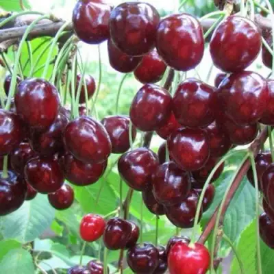 Черешня ОВСТУЖЕНКА в Дзержинске