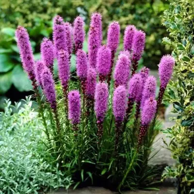 Лиатрис РОЗЕА колосковая в Дзержинске