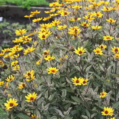 Гелиопсис САММЕР ПИНК в Дзержинске