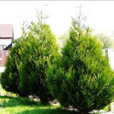Туя АТРОВИРЕНС складчатая в Дзержинске