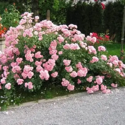 Роза БОНИКА флорибунда в Дзержинске