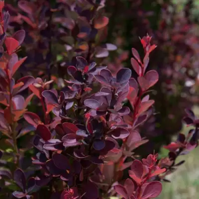 Барбарис ХЕЛМОНД ПИЛЛАР тунберга в Дзержинске