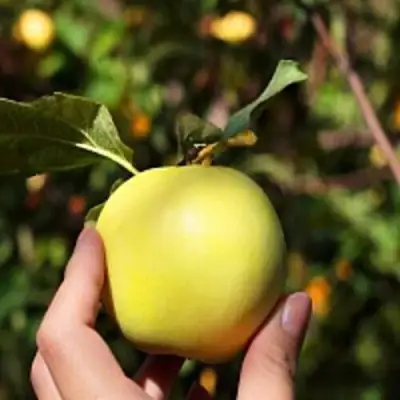 Яблоня РОССИЯНКА в Дзержинске