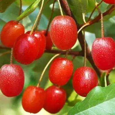 Гуми ТАИСА (ЛОХ МНОГОЦВЕТКОВЫЙ) в Дзержинске