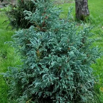 Кипарисовик БЕБИ БЛЮ горохоплодный в Дзержинске