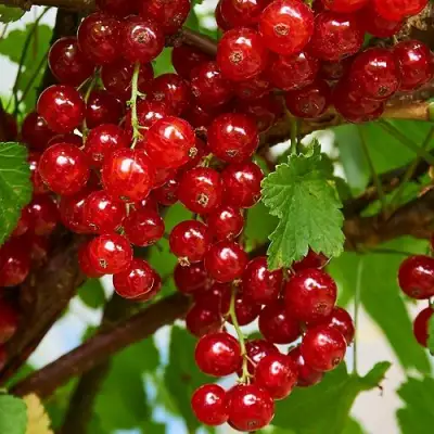 Смородина красная НАТАЛИ в Дзержинске