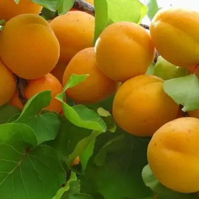 Абрикос ЖИГУЛЕВСКИЙ СУВЕНИР в Дзержинске