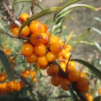 Облепиха СУДАРУШКА в Дзержинске