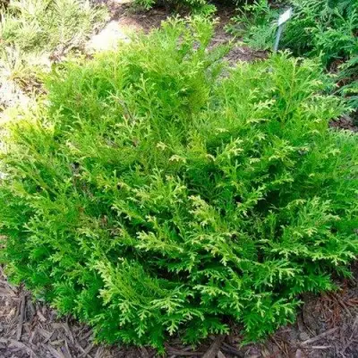 Туевик НАНА долотовидный  в Дзержинске