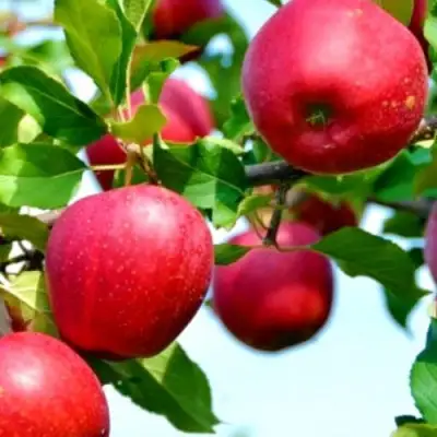 Яблоня МОДИ в Дзержинске