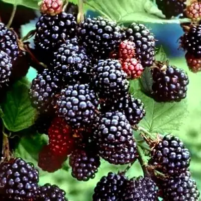 Ежевика ЭВЕРГРИН бесшипная  в Дзержинске