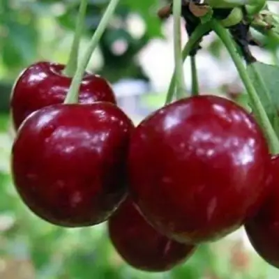 Вишня ГРИОТ БЕЛОРУССКИЙ в Дзержинске