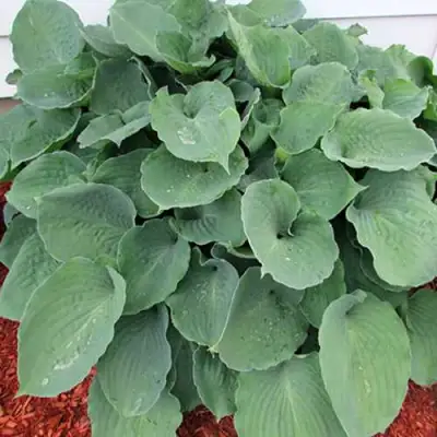 Хоста МУНЛАЙТ СОНАТА гибридная в Дзержинске