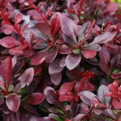 Барбарис АТРОПУРПУРЕА НАНА тунберга в Дзержинске