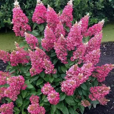 Гортензия МЕГА МИНДИ метельчатая в Дзержинске