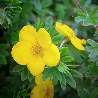 Лапчатка ГОЛДСТАР кустарниковая в Дзержинске