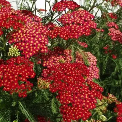 Тысячелистник ПАПРИКА обыкновенный в Дзержинске