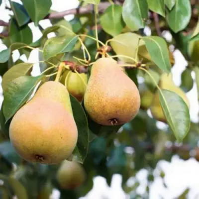 Груша ВЫСТАВОЧНАЯ в Дзержинске