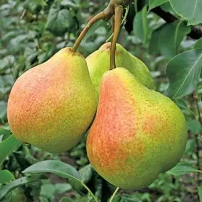 Груша ПАМЯТЬ ЯКОВЛЕВА в Дзержинске