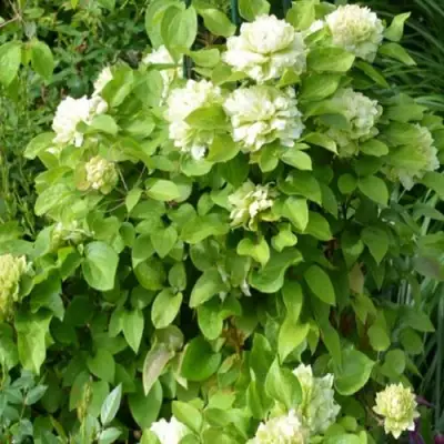 Клематис КОХАНА в Дзержинске