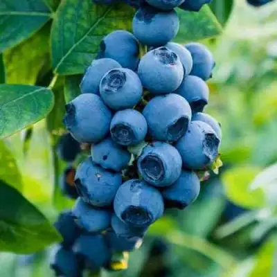 Голубика БОНИФАЦИЙ в Дзержинске