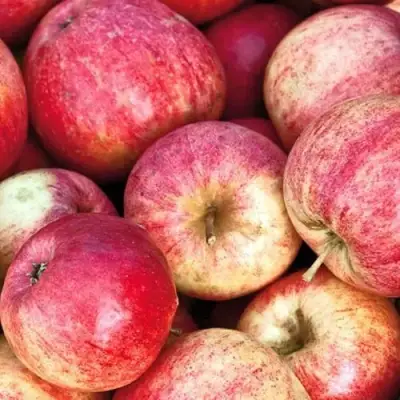 Яблоня ШТРИФЕЛЬ в Дзержинске