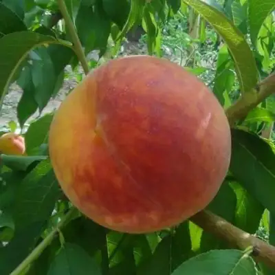 Персик ВАЙН ГОЛД Т3 в Дзержинске