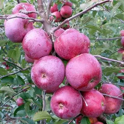 Яблоня ФЛОРИНА в Дзержинске