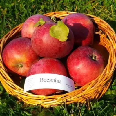 Яблоня ВЕСЯЛИНА в Дзержинске