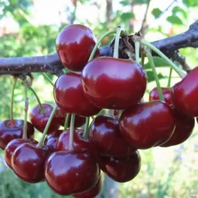 Вишня НОРД СТАР в Дзержинске