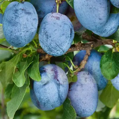 Слива ОДА в Дзержинске