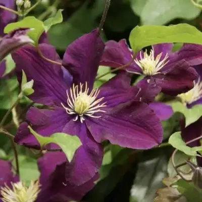 Клематис ГЕРОИ ВАРШАВЫ в Дзержинске