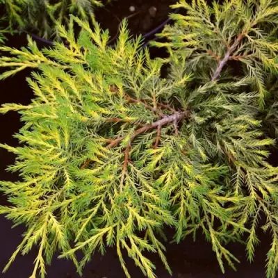 Можжевельник КИНГ ОФ СПРИНГ средний в Дзержинске